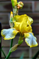 Yellow White Bearded Iris