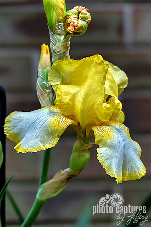 Yellow White Bearded Iris