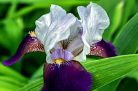 Helen Collingwood Bearded Iris Up Close
