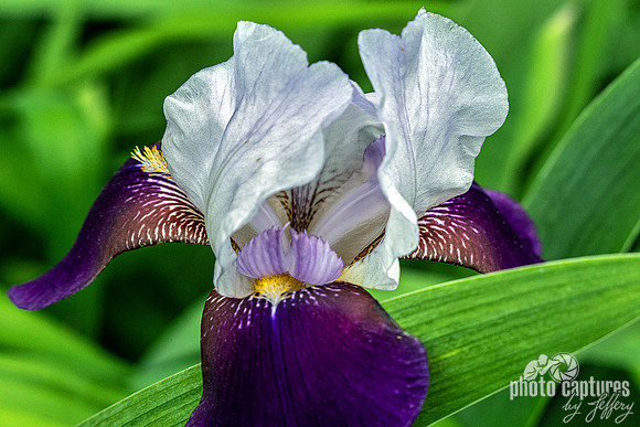 Helen Collingwood Bearded Iris Up Close