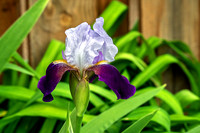 Helen Collingwood Bearded Iris