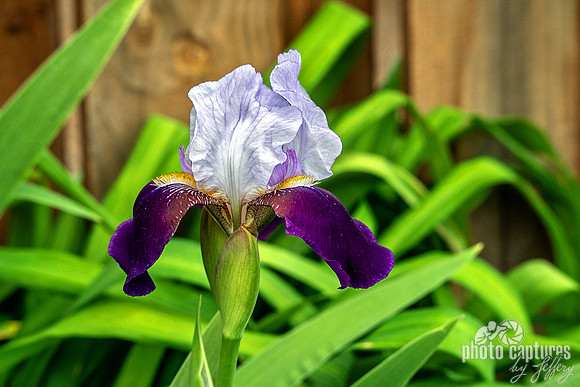 Helen Collingwood Bearded Iris