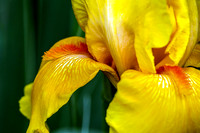 Oregon Firestorm Beard Iris