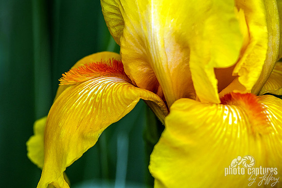 Oregon Firestorm Beard Iris