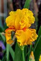Portrait of Oregon Firestorm Iris
