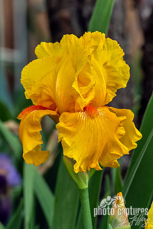 Portrait of Oregon Firestorm Iris