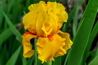 Oregon Firestorm Iris