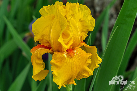 Oregon Firestorm Iris