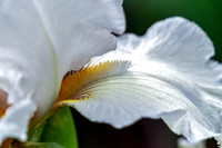 Tall Bearded Iris the Mesmerize