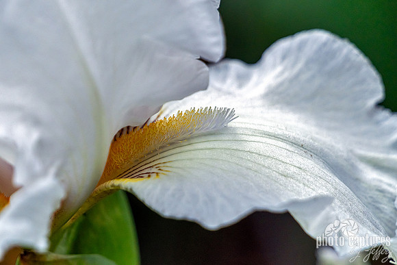 Tall Bearded Iris the Mesmerize