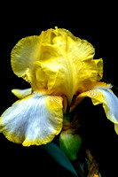 Yellow White Bearded Iris Black Background