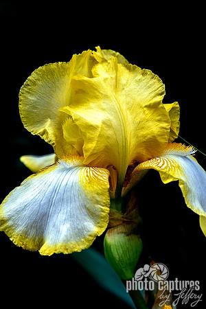 Yellow White Bearded Iris Black Background