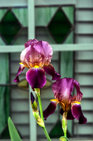 Two Heritage Deep Purple Bearded Iris