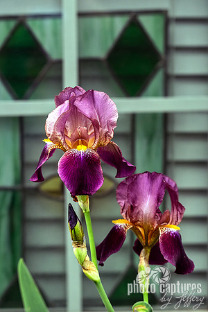 Two Heritage Deep Purple Bearded Iris