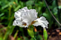 Tall Bearded Iris White Bloom