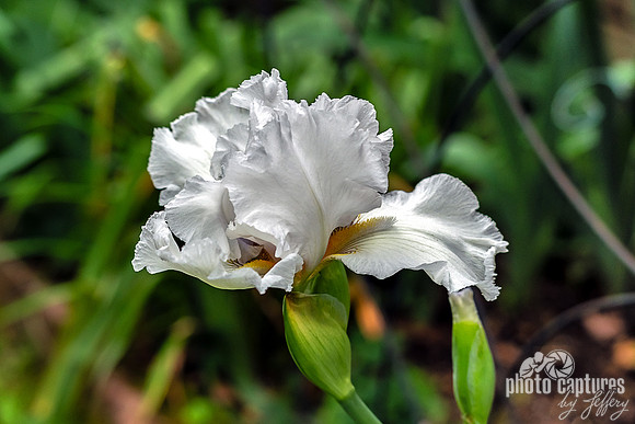 Tall Bearded Iris White Bloom