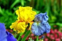 Yellow Ruffled and Soft Blue Iris