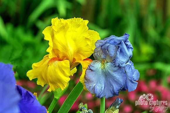 Yellow Ruffled and Soft Blue Iris