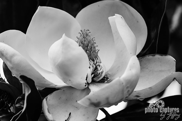 Black and White Open White Petals Magnolia