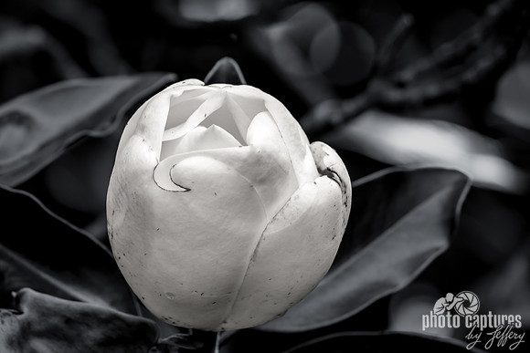 Black and White Closed White Petals Magnolia