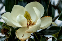 Flowers-Floral-Blooms-II