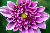Flowers-Floral-Blooms-II