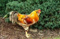 Mixed Bantam Rooster Full Body