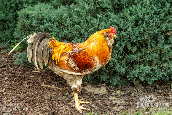 Mixed Bantam Rooster Full Body