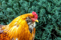 Mixed Bantam Rooster