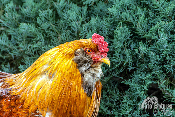 Mixed Bantam Rooster