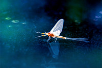 Epeorus vitreus artistic