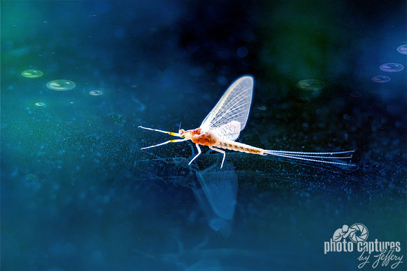 Epeorus vitreus artistic