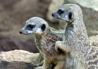 Meerkats, Porcupines and Red River Hogs