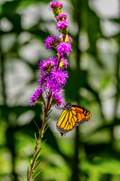 Monarch Perched Beneath Meadow Blazing Star