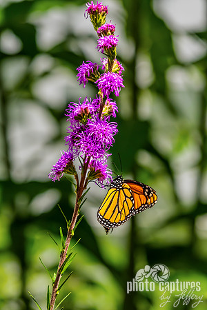 Monarch Perched Beneath Meadow Blazing Star