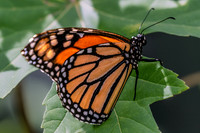 Monarch Perched on Green Leaf