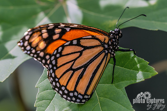 Monarch Perched on Green Leaf