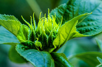 Layered Green Bracts Sunflower