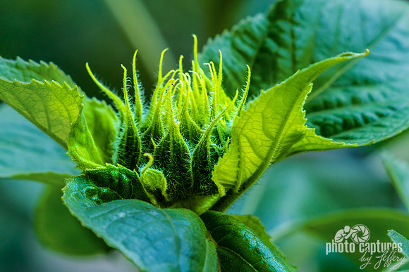 Layered Green Bracts Sunflower