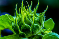 Layered Green Bracts Sunflower Closeup