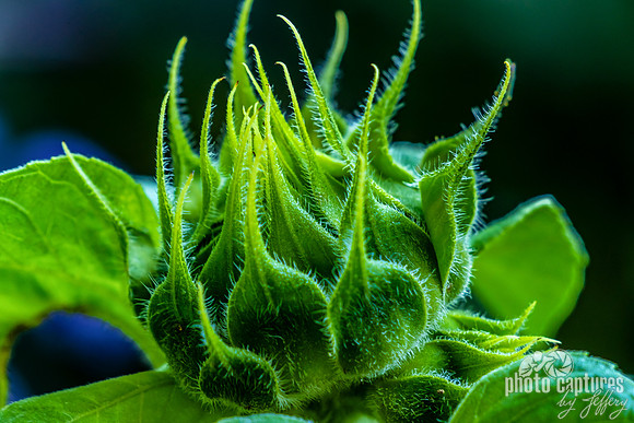 Layered Green Bracts Sunflower Closeup