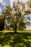 Graceful Willow Oak South Union Shaker Village