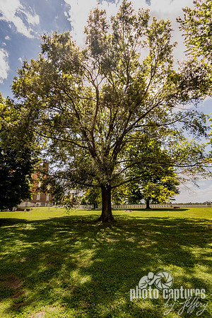 Graceful Willow Oak South Union Shaker Village