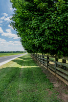 Treelined Fence Row Auburn KY