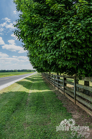 Treelined Fence Row Auburn KY