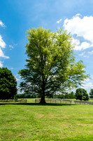 Pin Oak South Union Shaker Village Grounds