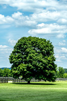 English Oak South Union Shaker Village