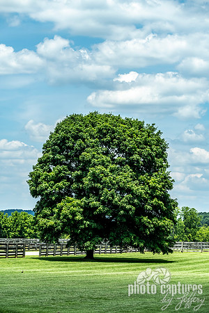 English Oak South Union Shaker Village