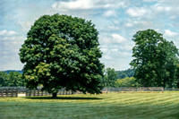 Artistic rendering Sugar Maple