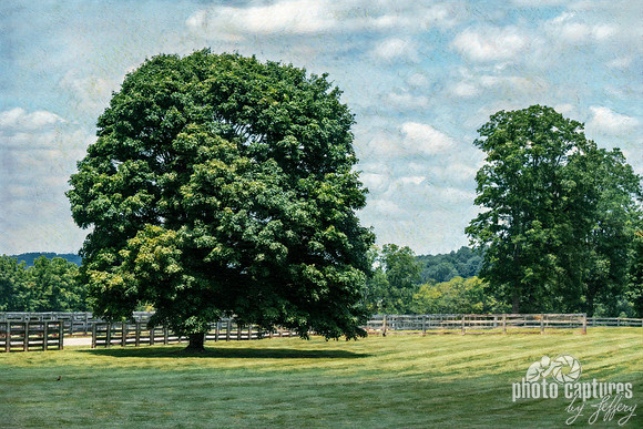 Artistic rendering Sugar Maple
